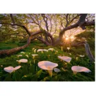 299064 - Calla Clearing - Magic Forests, 1000 pieces, 70.0 x 50.0 cm