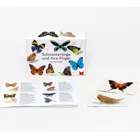 441302 - Butterflies and their wings - Memo, 2 players, ages 6+ (DE edition)