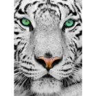 ENJOY-1257 - White Siberian Tiger, Puzzle , 1000 pieces