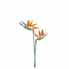 SL95971 - Bird of paradise flower in vase