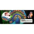 PEACOCK - 200 PCS -