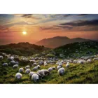 299774 - Sheep and Volcanoes