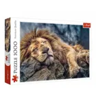 TR10447 - Premium Jigsaw Puzzle 1000 Pieces - Sleeping Lion