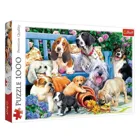 TR10556 - Premium jigsaw puzzle 1000 pieces - Dog meeting