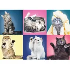 TR37377 - Premium jigsaw puzzle 500 pieces - Cats