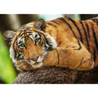 TR37397 - Premium jigsaw puzzle 500 pieces - Tiger Portrait